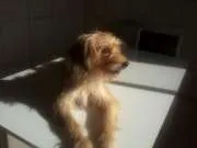 Cachorro ra a vira-lata idade 1 ano nome Lalita