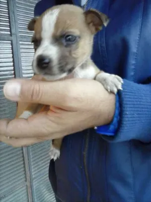 Cachorro raça SRD idade Abaixo de 2 meses nome Faísca