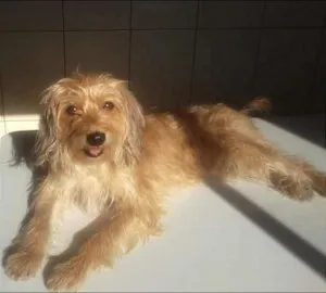 Cachorro raça vira-lata idade 1 ano nome Lalita