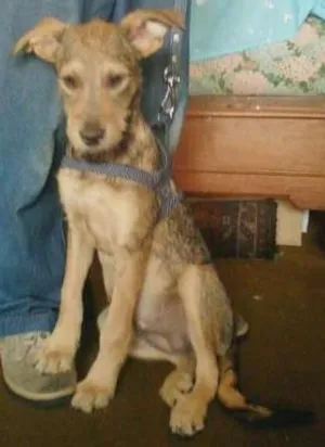 Cachorro raça SRD idade 2 a 6 meses nome Magali