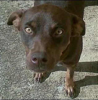 Cachorro ra a Pit-bull/vira-lata idade 3 anos nome Marrom