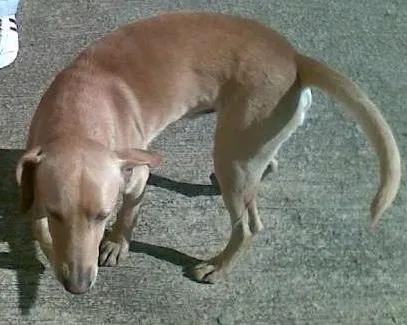 Cachorro ra a vira-lata idade 1 ano nome Marronzinho