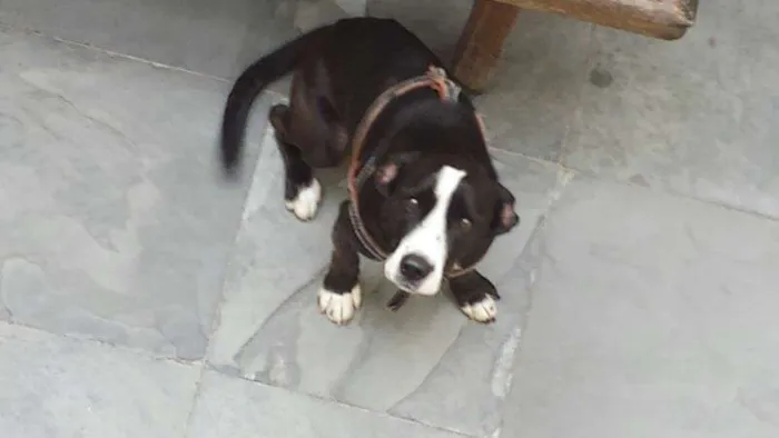 Cachorro ra a mestiço idade 1 ano nome Juca