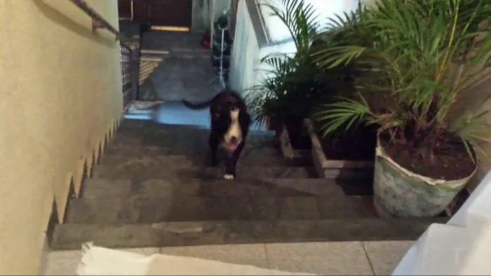 Cachorro ra a mestiço idade 1 ano nome Juca
