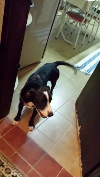 Cachorro ra a mestiço idade 1 ano nome Juca