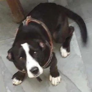 Cachorro raça mestiço idade 1 ano nome Juca