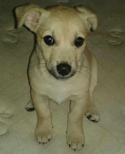 Cachorro raça SRD idade 2 a 6 meses nome Toquinho