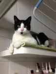 Frederico, Chico, F