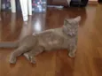 Frederico, Chico, F