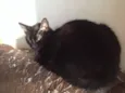 Frederico, Chico, F