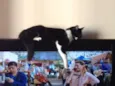 Frederico, Chico, F