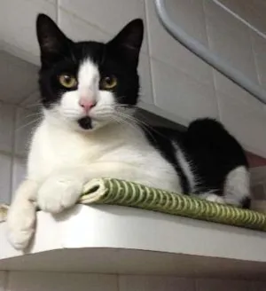 Gato raça SRD idade 7 a 11 meses nome Frederico, Chico, F