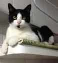 Frederico, Chico, F
