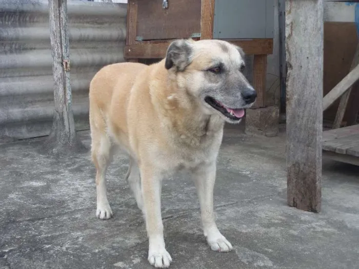 Cachorro ra a SRD idade 5 anos nome Duque
