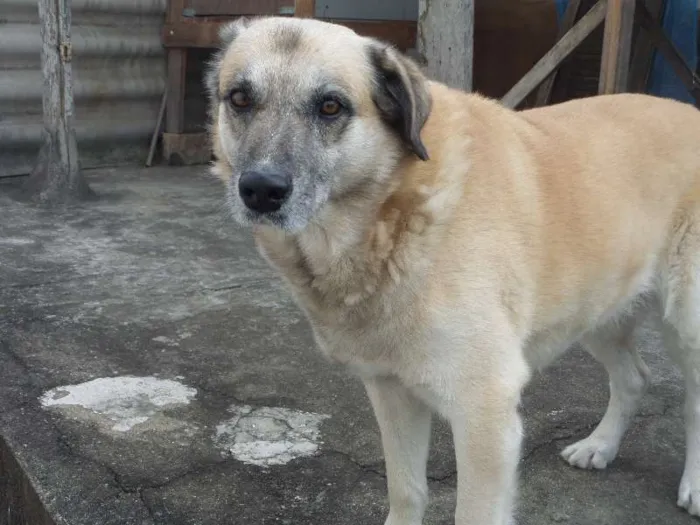 Cachorro ra a SRD idade 5 anos nome Duque
