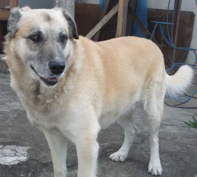 Cachorro ra a SRD idade 5 anos nome Duque