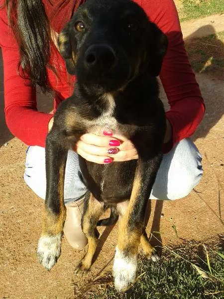 Cachorro ra a Vira Lata idade 2 a 6 meses nome Não tem