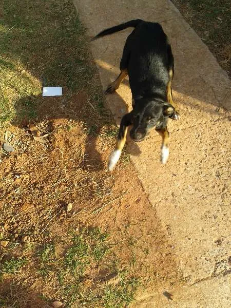Cachorro ra a Vira Lata idade 2 a 6 meses nome Não tem