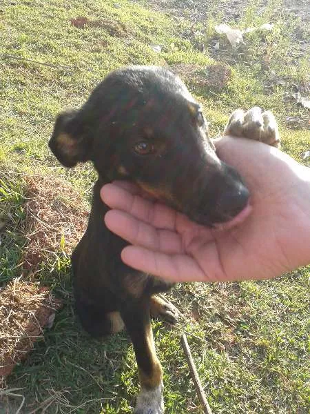 Cachorro ra a Vira Lata idade 2 a 6 meses nome Não tem