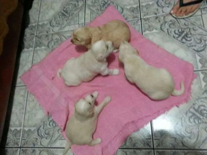 Cachorro ra a vira latas idade Abaixo de 2 meses nome sem nome
