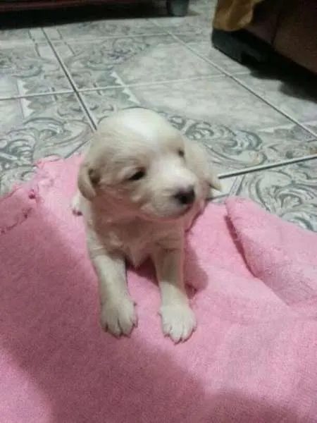 Cachorro ra a vira latas idade Abaixo de 2 meses nome sem nome