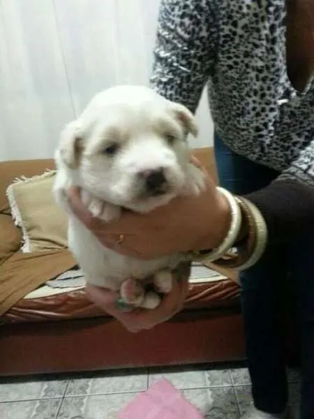 Cachorro ra a vira latas idade Abaixo de 2 meses nome sem nome