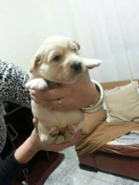 Cachorro ra a vira latas idade Abaixo de 2 meses nome sem nome