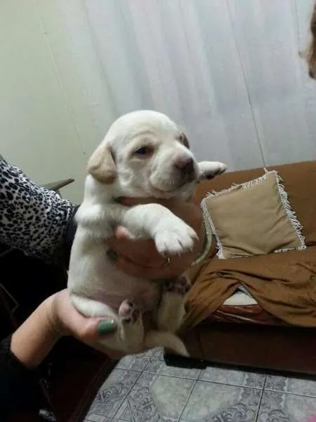 Cachorro ra a vira latas idade Abaixo de 2 meses nome sem nome