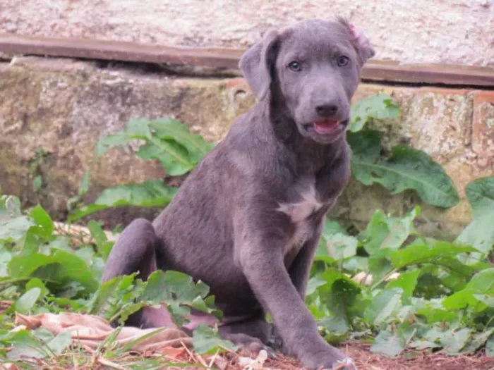 Cachorro ra a SRD idade 2 a 6 meses nome TOBY