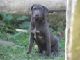 TOBY