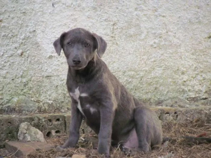 Cachorro ra a SRD idade 2 a 6 meses nome TOBY