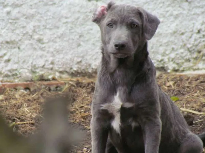 Cachorro ra a SRD idade 2 a 6 meses nome TOBY