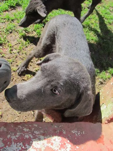 Cachorro ra a SRD idade 2 a 6 meses nome TOBY