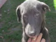 TOBY