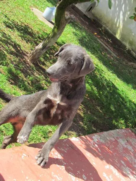 Cachorro ra a SRD idade 2 a 6 meses nome TOBY