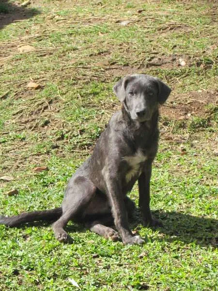 Cachorro ra a SRD idade 2 a 6 meses nome TOBY