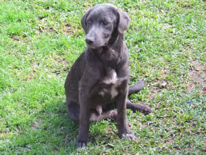 Cachorro ra a SRD idade 2 a 6 meses nome TOBY