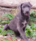 TOBY
