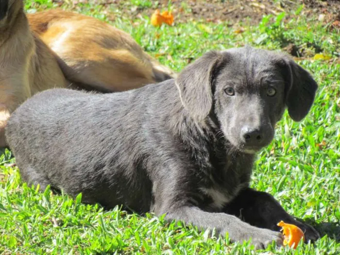 Cachorro ra a SRD idade 7 a 11 meses nome TOTY