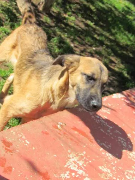 Cachorro ra a SRD idade 2 a 6 meses nome Thor