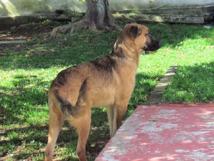 Cachorro ra a SRD idade 2 a 6 meses nome Thor