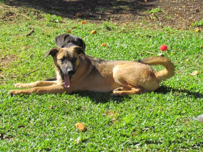 Cachorro ra a SRD idade 2 a 6 meses nome Thor