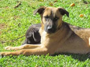 Cachorro raça SRD idade 2 a 6 meses nome Thor