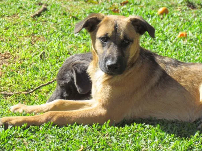 Cachorro ra a SRD idade 2 a 6 meses nome Thor