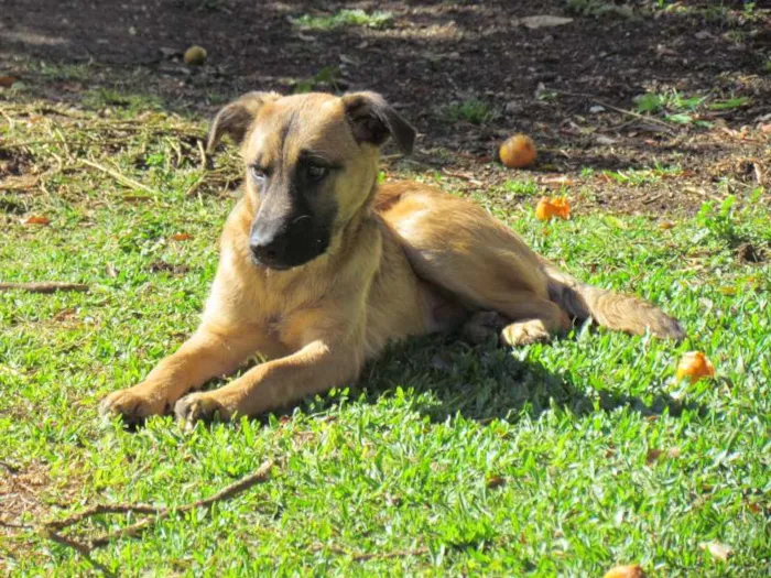 Cachorro ra a SRD idade 2 a 6 meses nome Thor