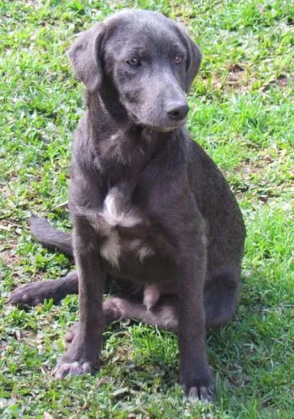 Cachorro ra a SRD idade 2 a 6 meses nome TOBY