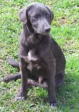 TOBY