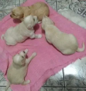 Cachorro raça vira latas idade Abaixo de 2 meses nome sem nome