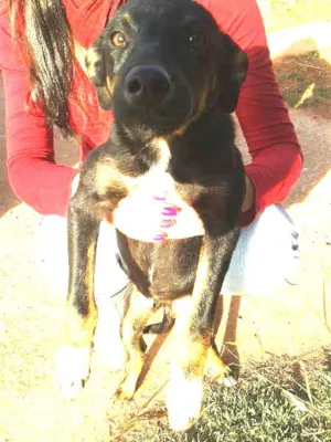 Cachorro raça Vira Lata idade 2 a 6 meses nome Não tem