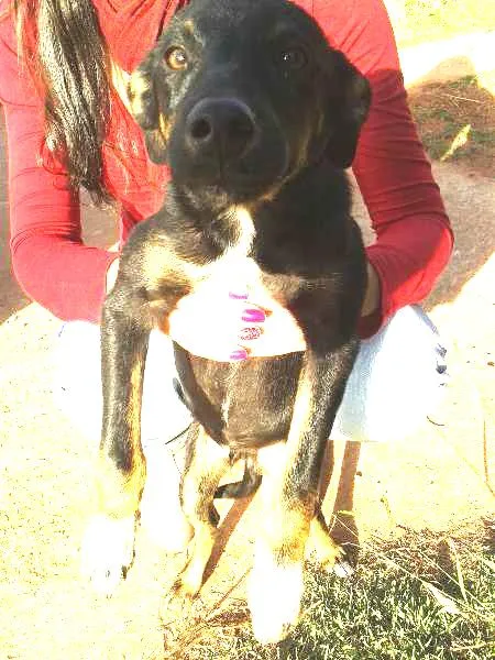 Cachorro ra a Vira Lata idade 2 a 6 meses nome Não tem